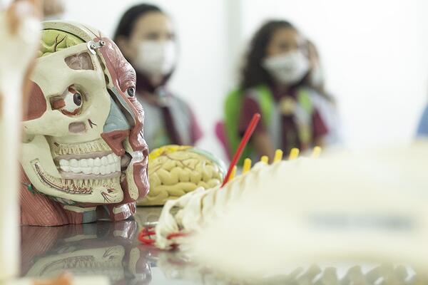 Crianças aventureiras visitaram laboratório de Anatomia da UNIFASIPE